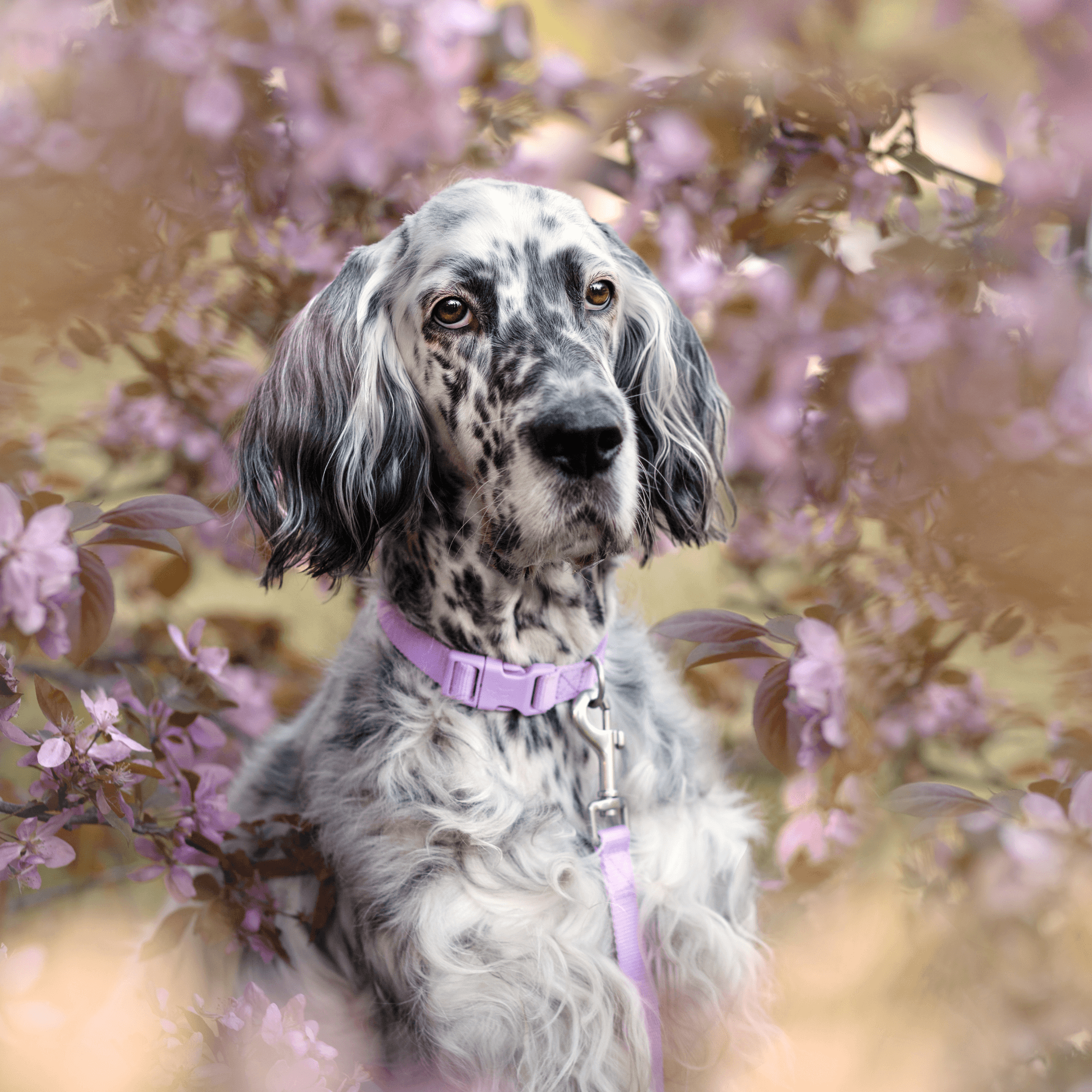 Lilac Dog Leash