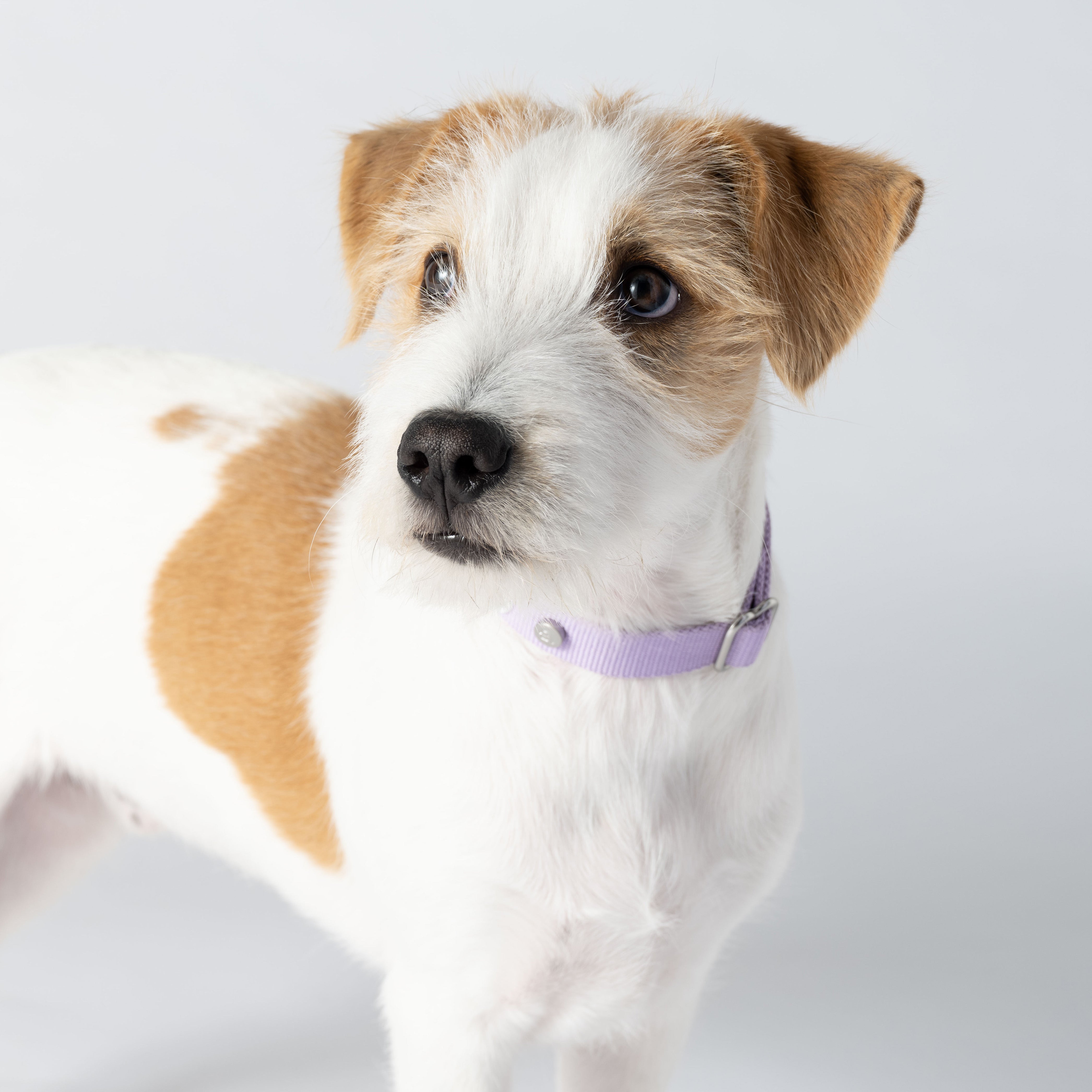 Lilac Dog Collar - Barkalot