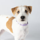 Lilac Dog Collar Walk Kit - Barkalot