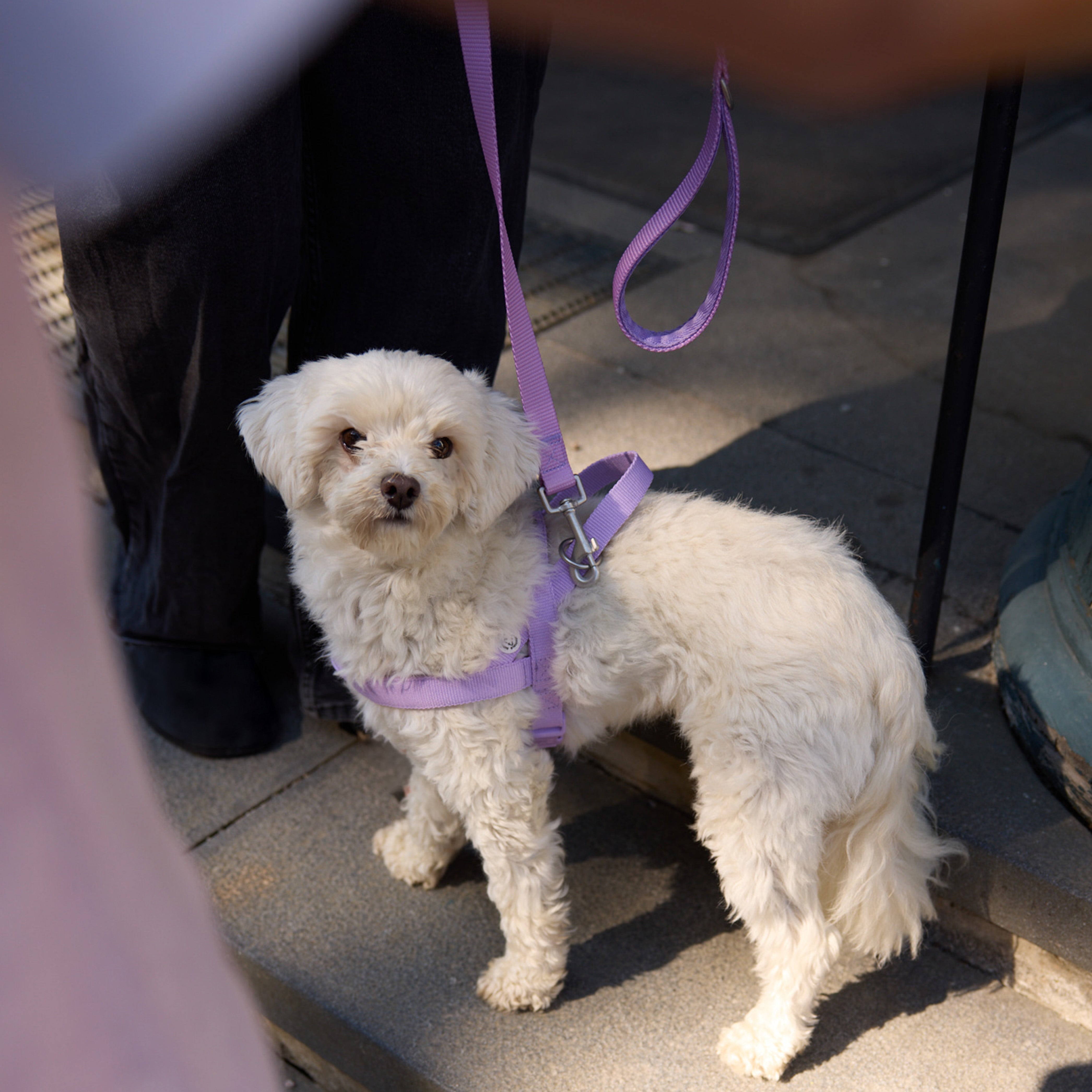 Lilac Dog Harness - Barkalot