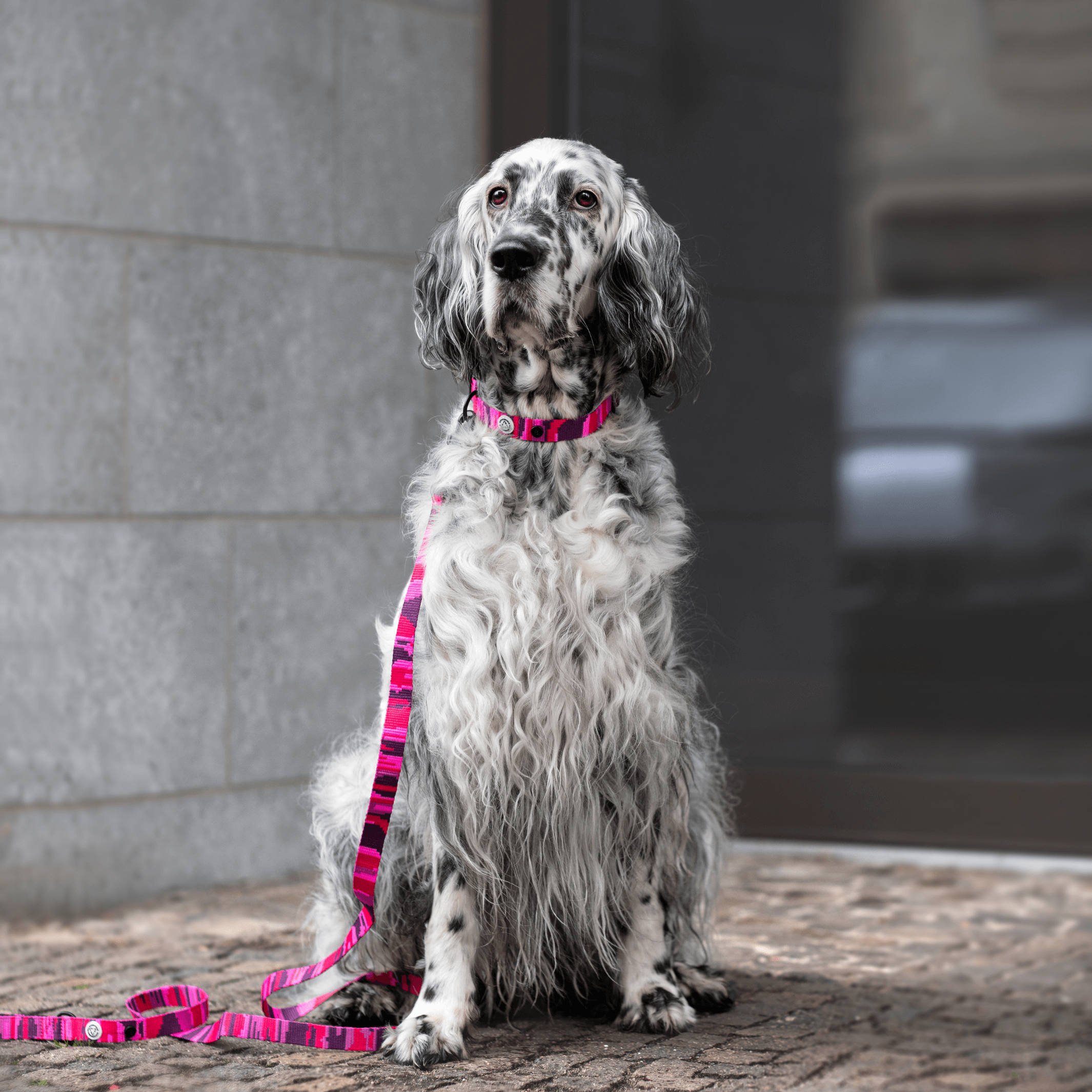 Pink Camo Dog Collar Walk Kit