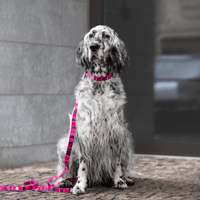 Pink Camo Dog Collar Walk Kit - Barkalot