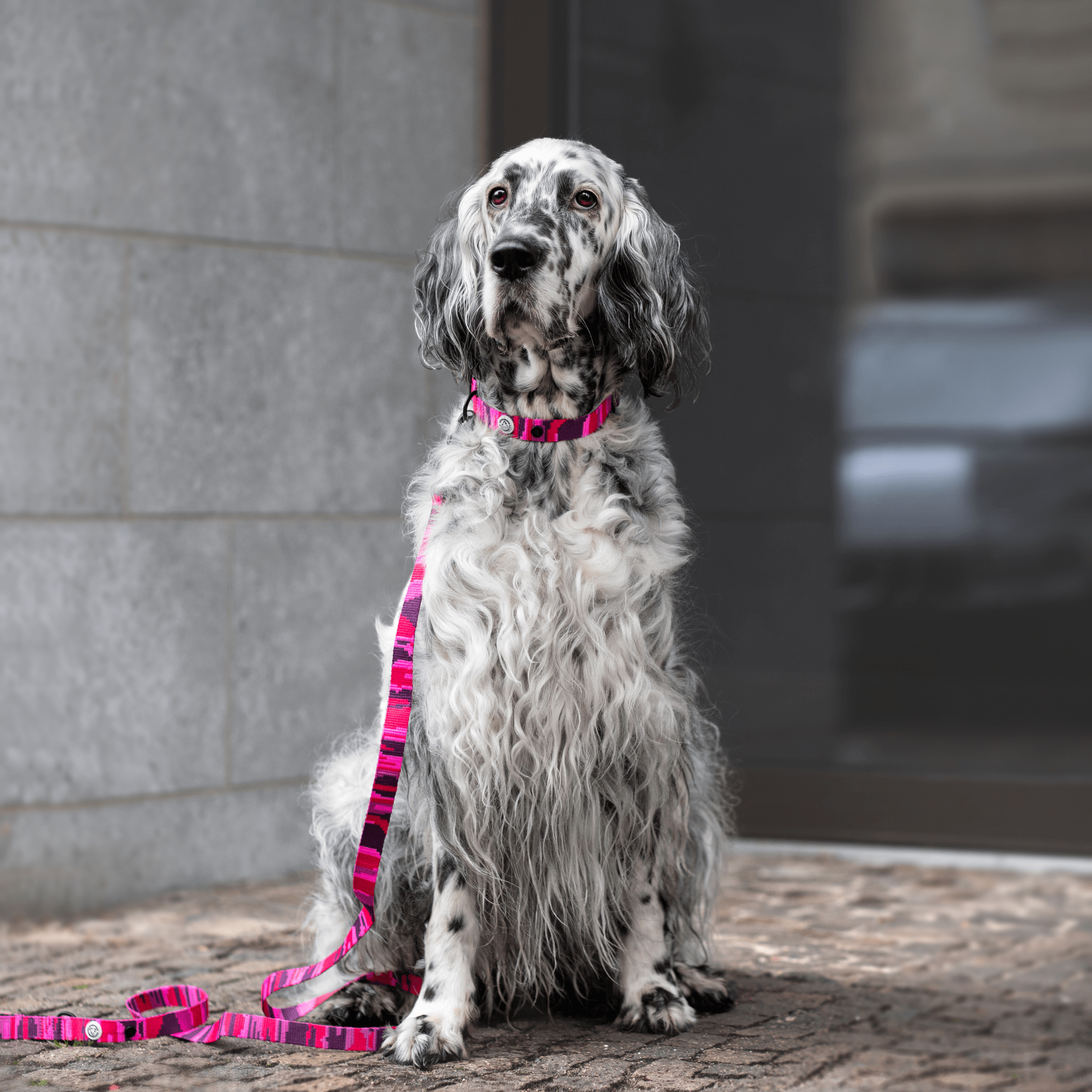 Pink Camo Dog Collar Walk Kit - Barkalot