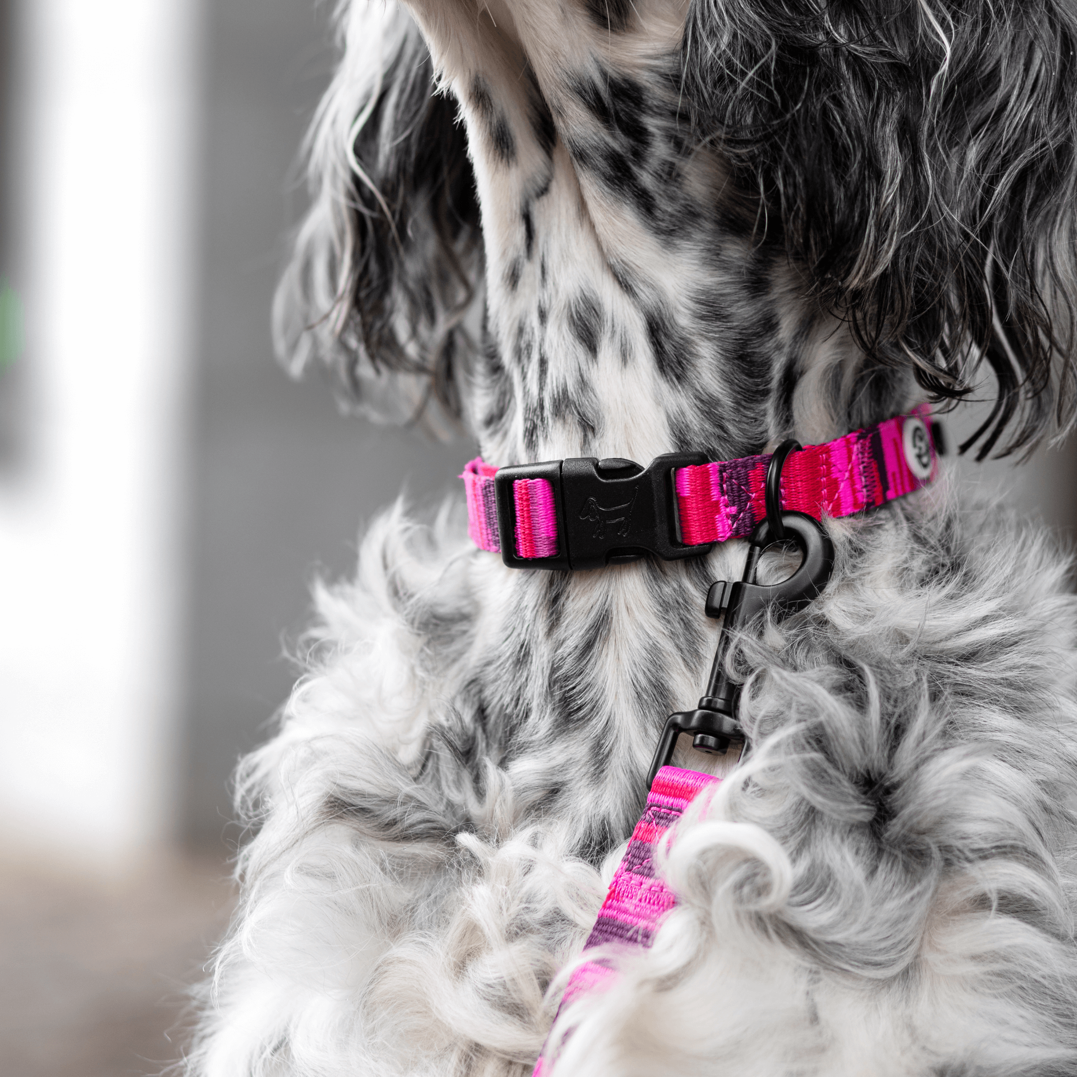 Kit de promenade pour collier de chien camouflage rose
