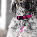 Pink Camo Dog Collar Walk Kit - Barkalot