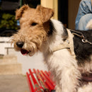 Sand Dog Harness Walk Kit - Barkalot