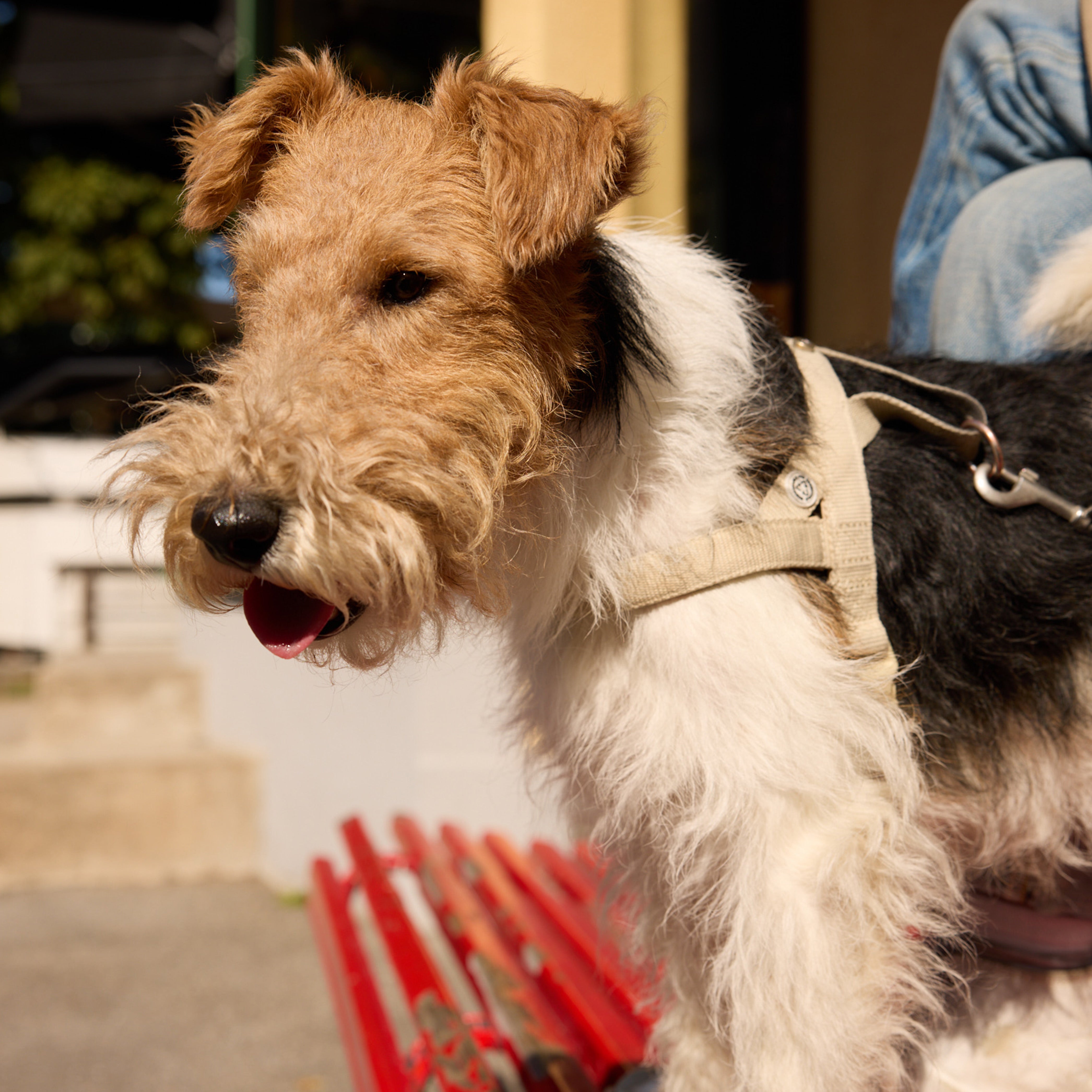 Sand Dog Harness Walk Kit - Barkalot