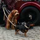 Sand Dog Collar Walk Kit - Barkalot