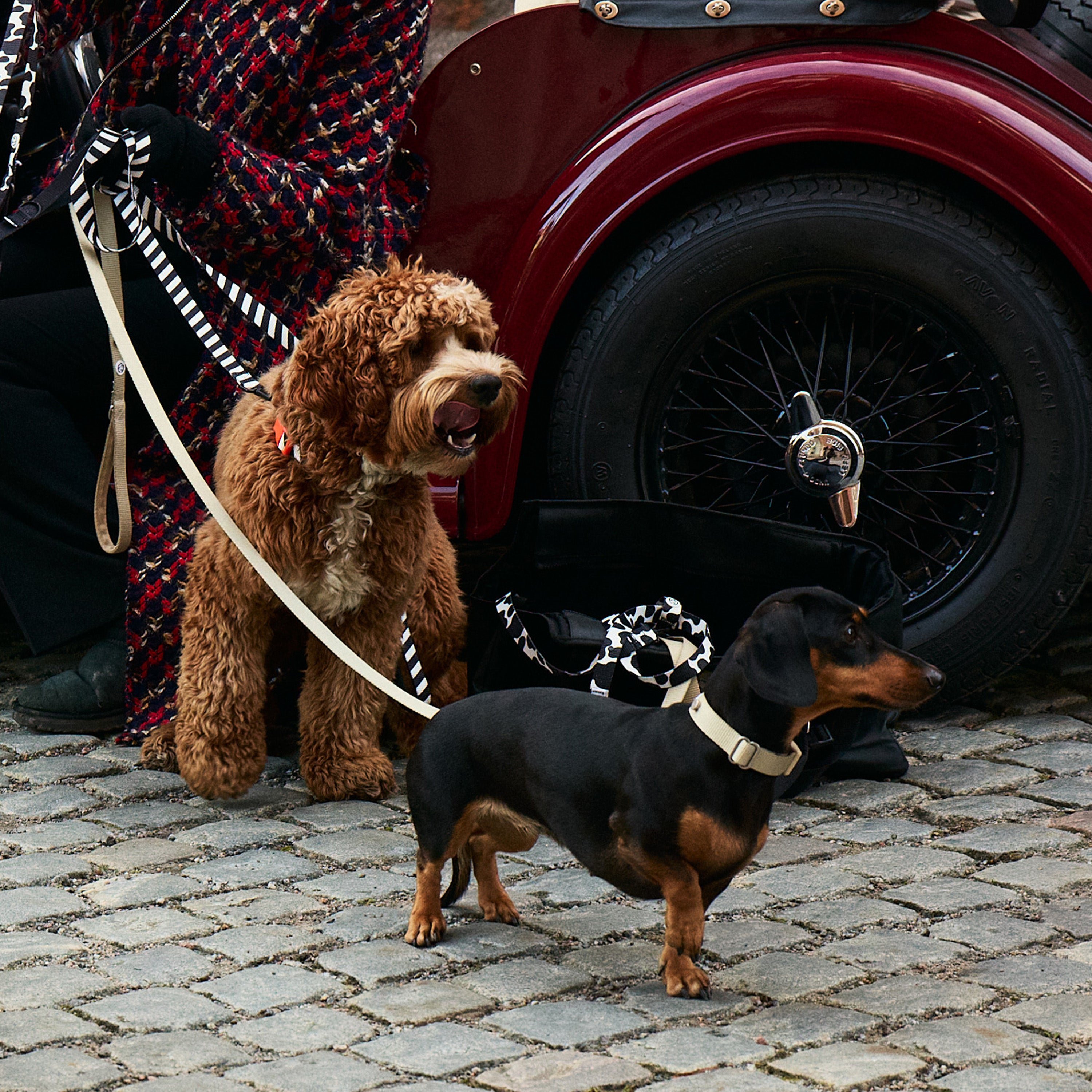 Sand Dog Collar Walk Kit - Barkalot