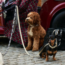 Sand Dog Leash - Barkalot