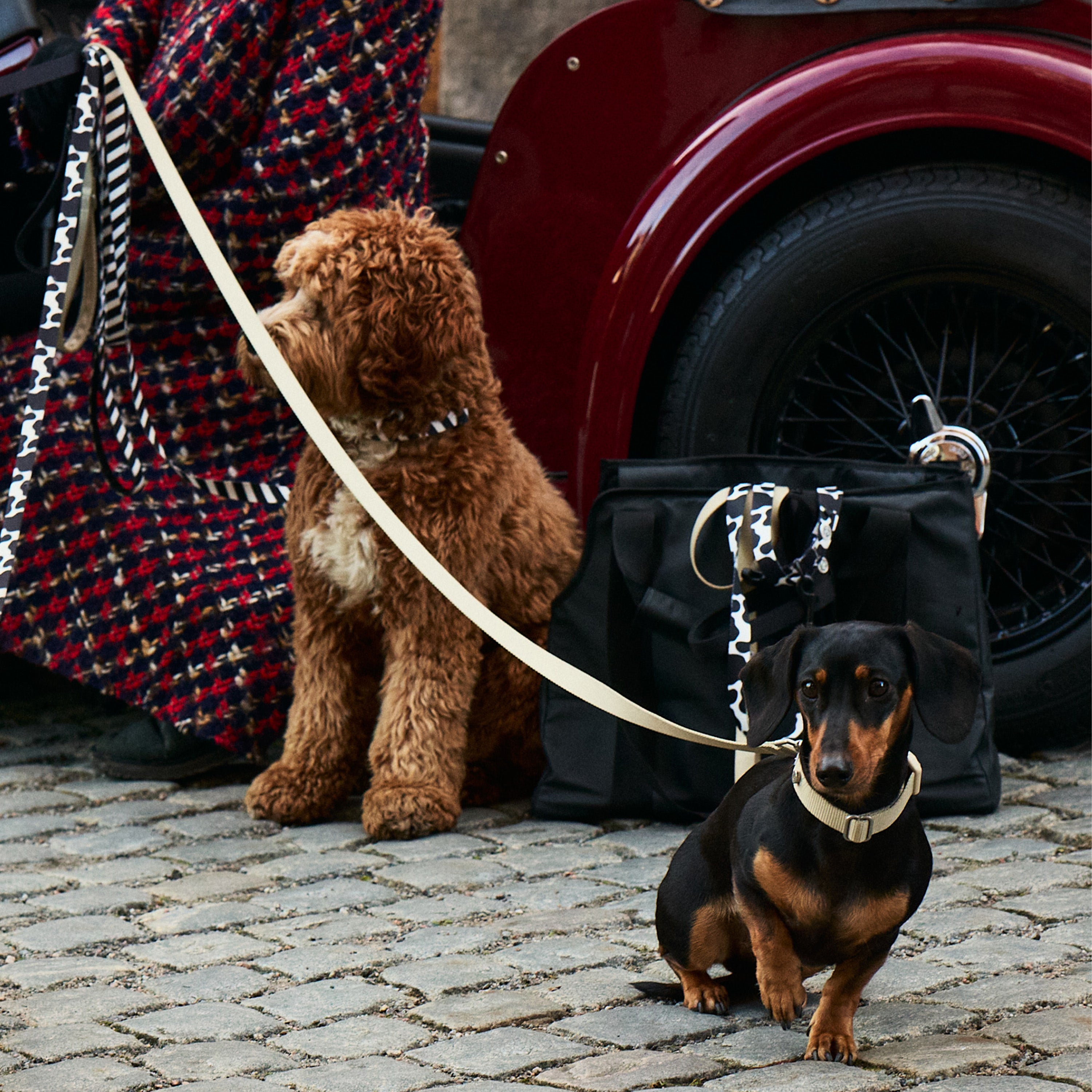 Vuitton Collar Leash Dog Collars Chewy Best Iconic Red Luxe Dog