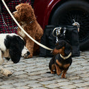 Sand Dog Collar Walk Kit - Barkalot