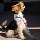 Tie Dye Multi Dog Collar Walk Kit - Barkalot