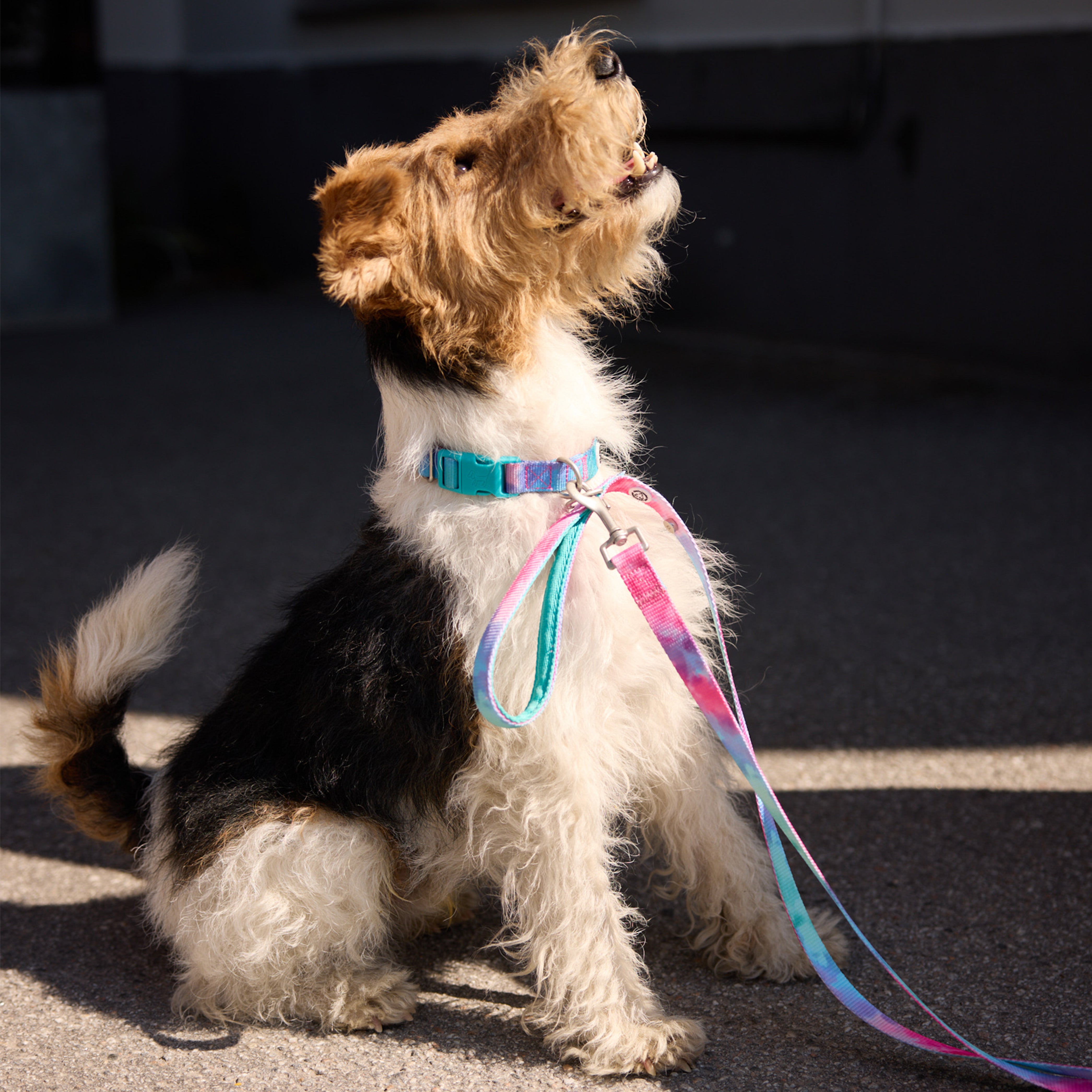 Tie Dye Multi Dog Collar - Barkalot