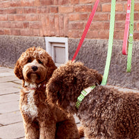 Mosebacke Green Dog Leash - Barkalot