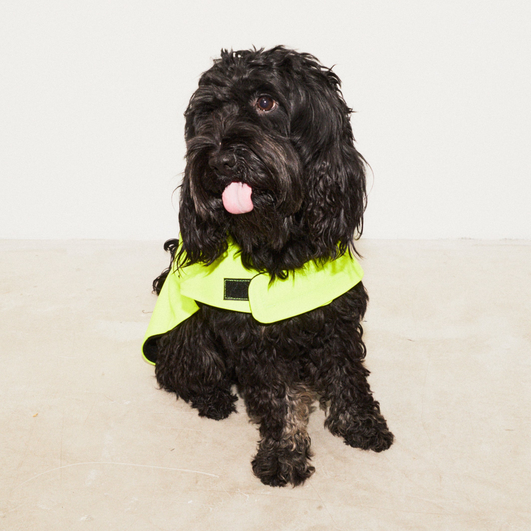 Hi-Vis gele gerecyclede hondenregenjas