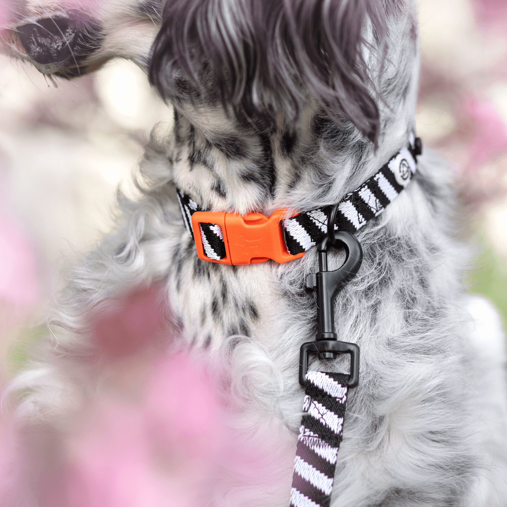 Zebra Dog Collar Walk Kit + Poop Bag Holder - Barkalot