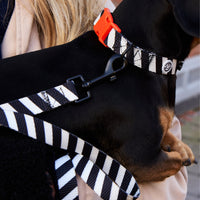 Zebra Dog Collar Walk Kit - Barkalot