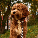 Zebra Dog Collar - Barkalot