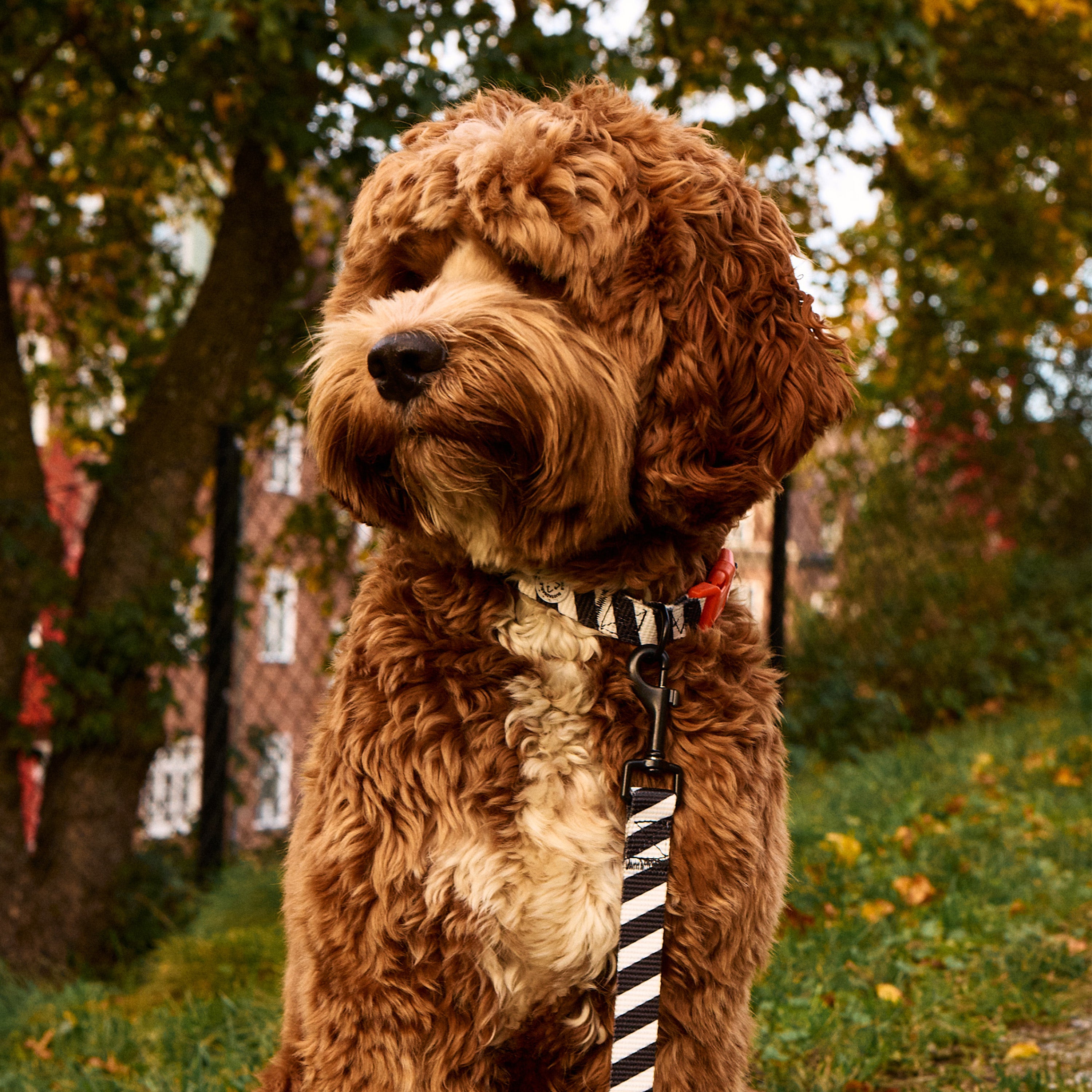 Zebra Dog Collar - Barkalot