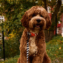 Zebra Dog Collar - Barkalot