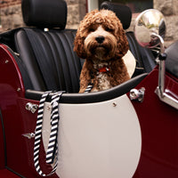 Zebra Dog Collar - Barkalot