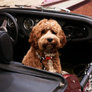 Zebra Dog Collar - Barkalot