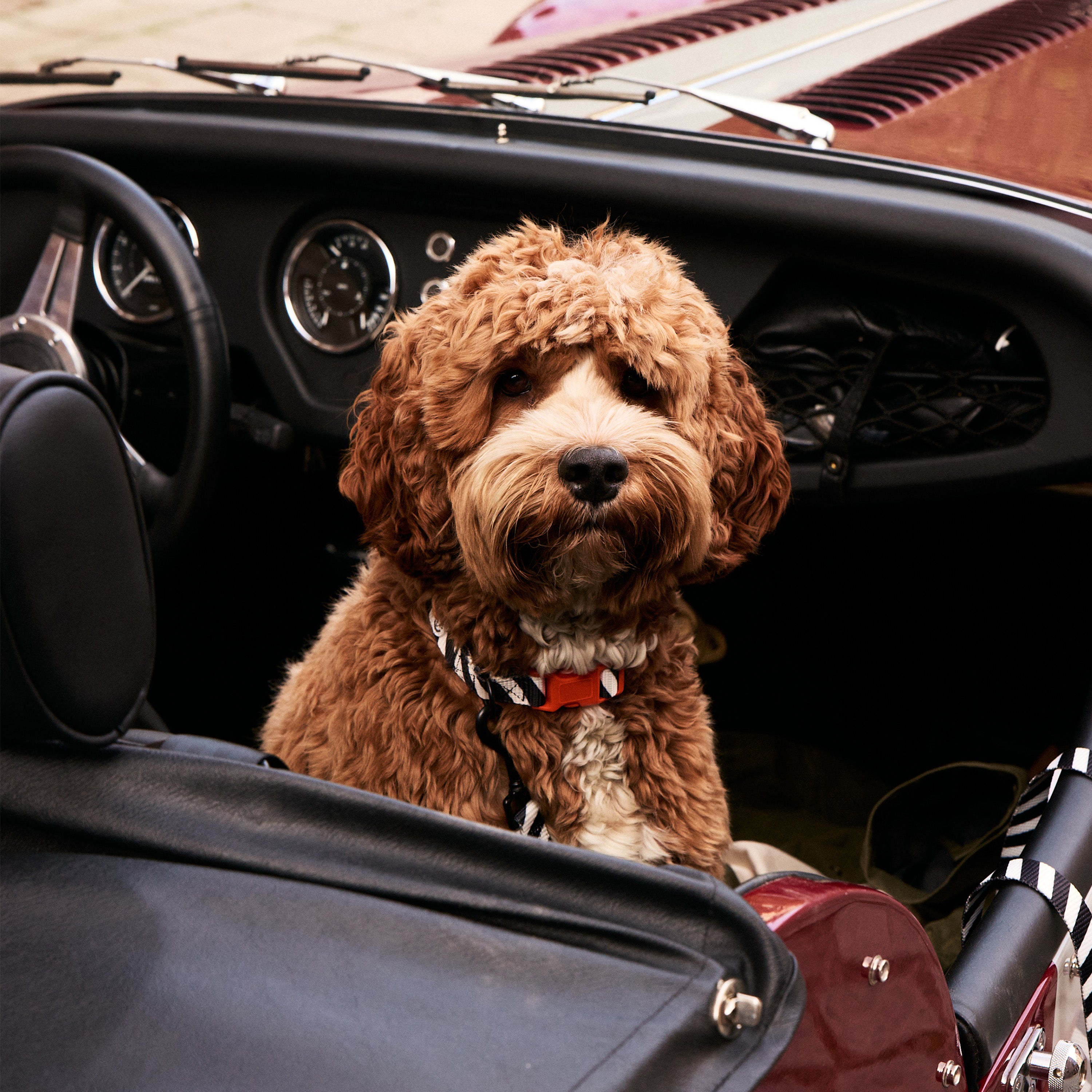 Zebra Hondenhalsband