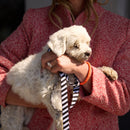 Zebra Dog Leash - Barkalot