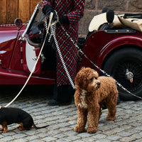 Zebra Dog Collar Walk Kit - Barkalot