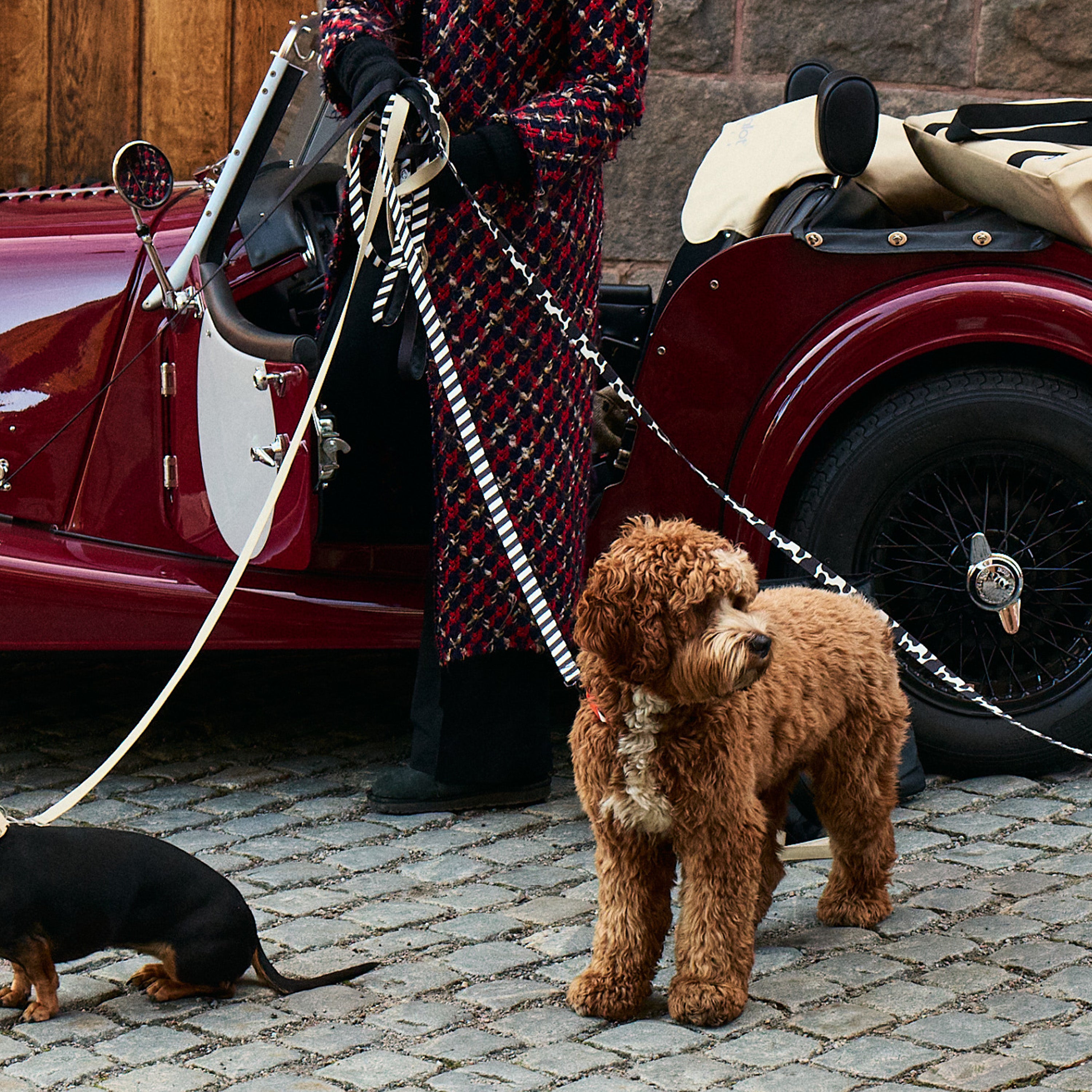 Kit med halsband - Zebramönstrat