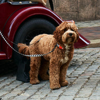 Zebra Dog Collar Walk Kit - Barkalot