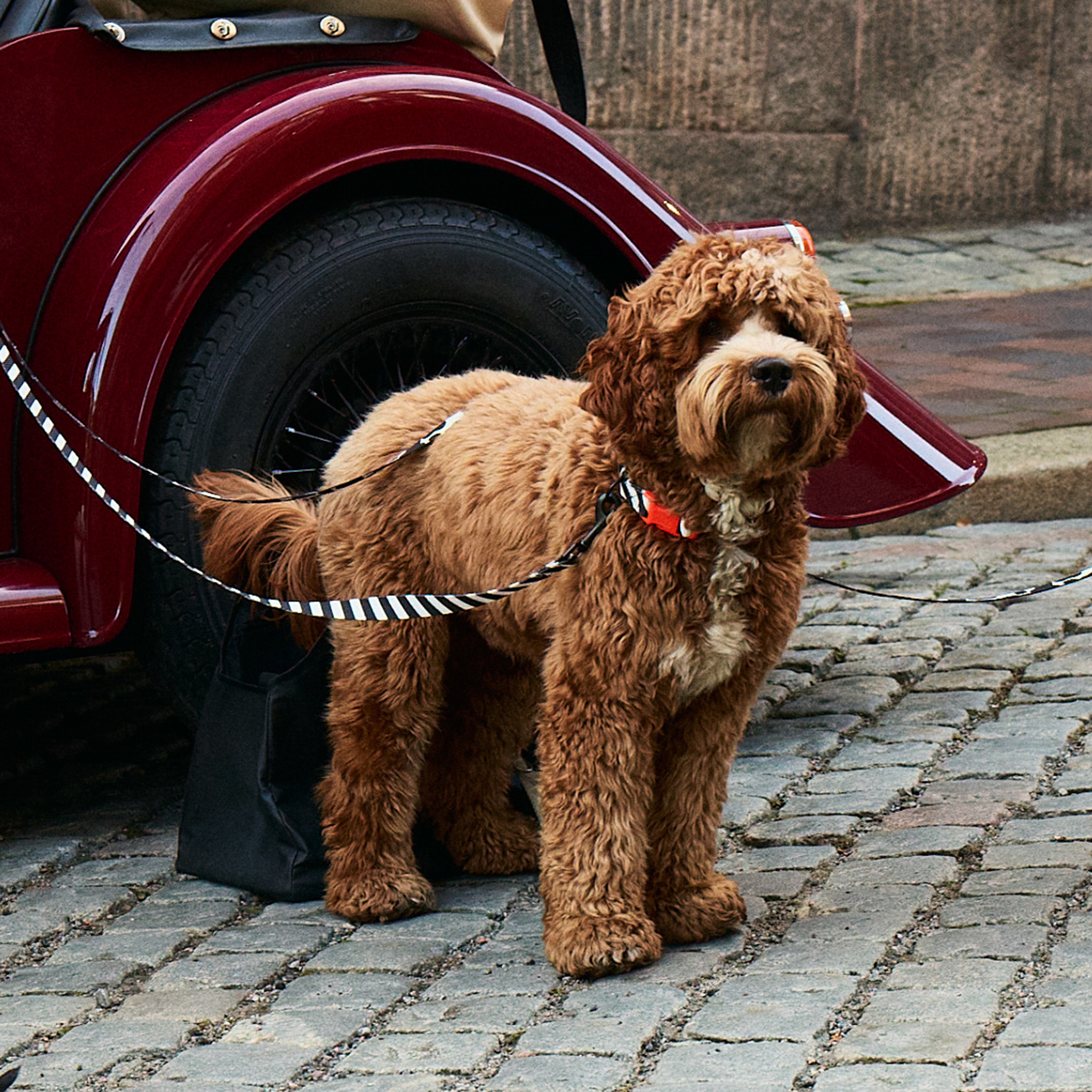 Zebra Dog Collar Walk Kit - Barkalot