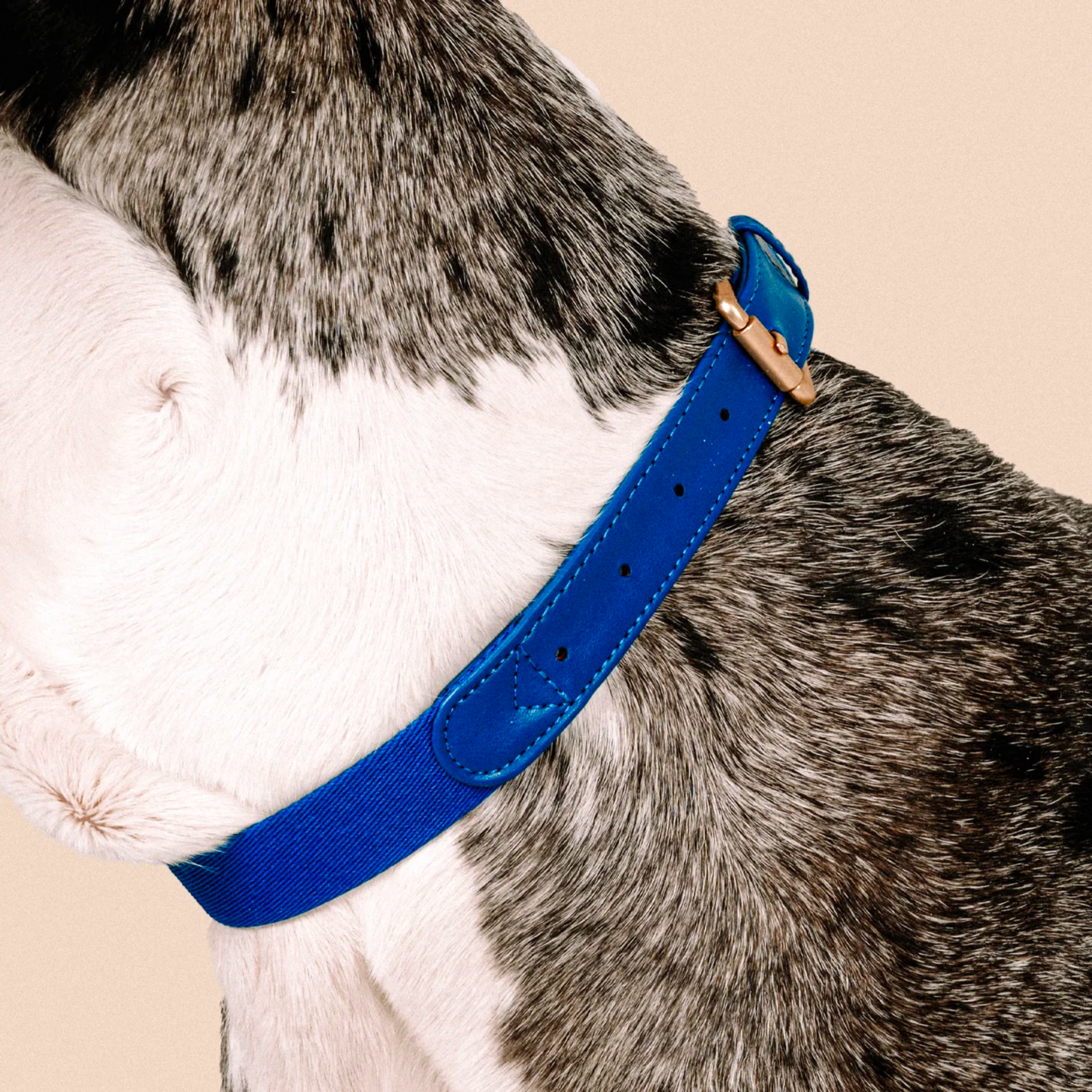 Blue Dog Collar