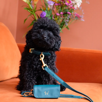 Green Dog Collar Walk Kit