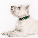 Green Dog Collar Walk Kit