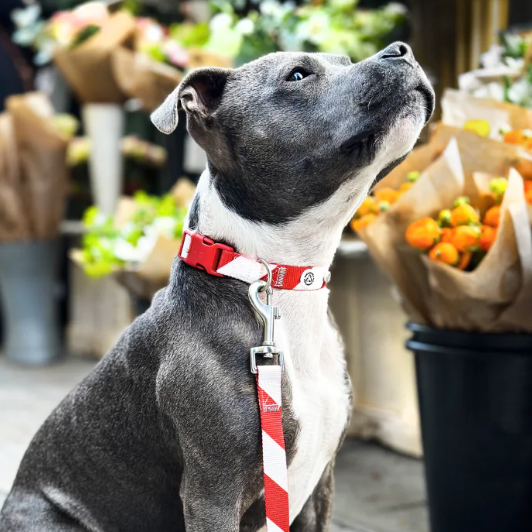 Holiday Stripe Dog Collar