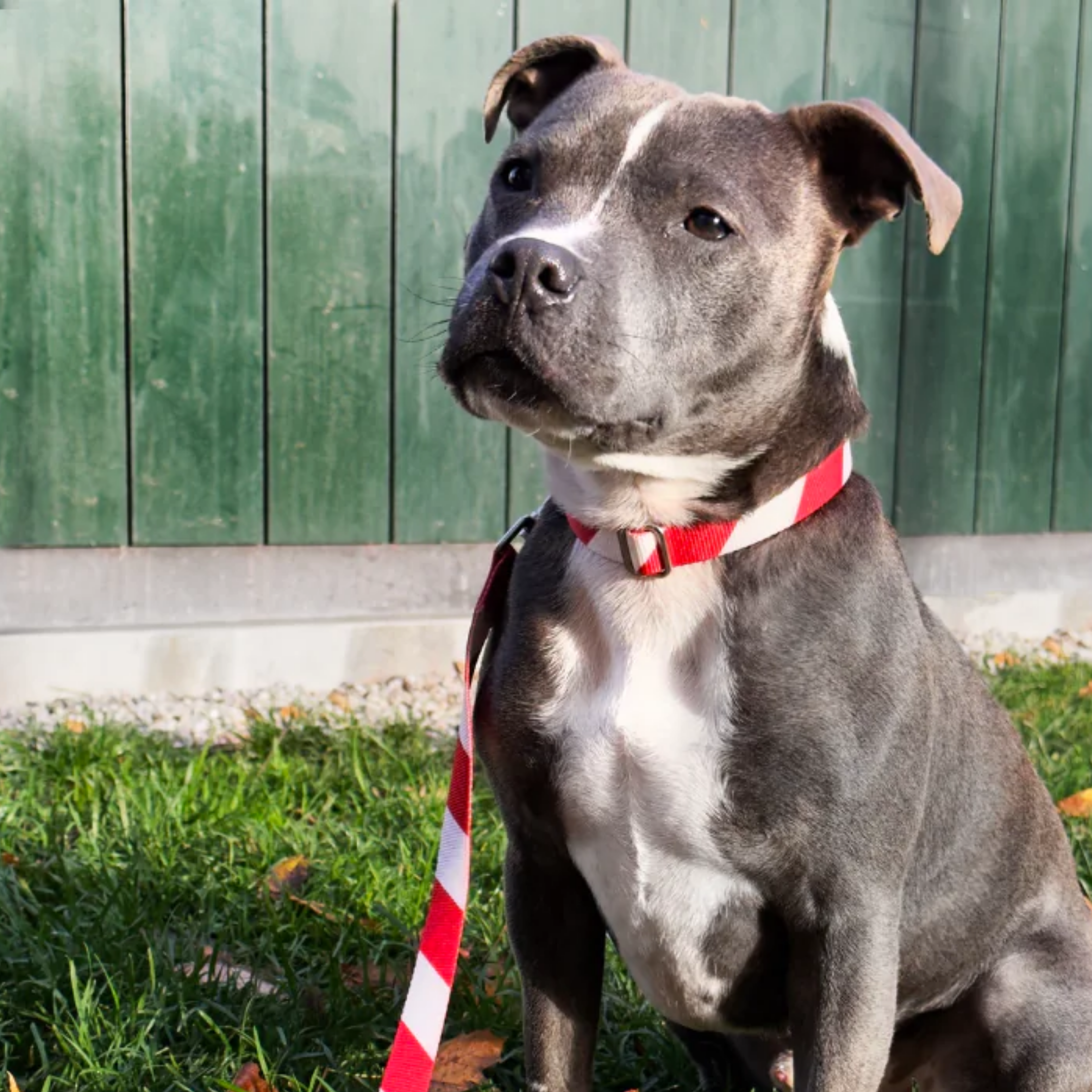 Holiday Stripe Dog Leash