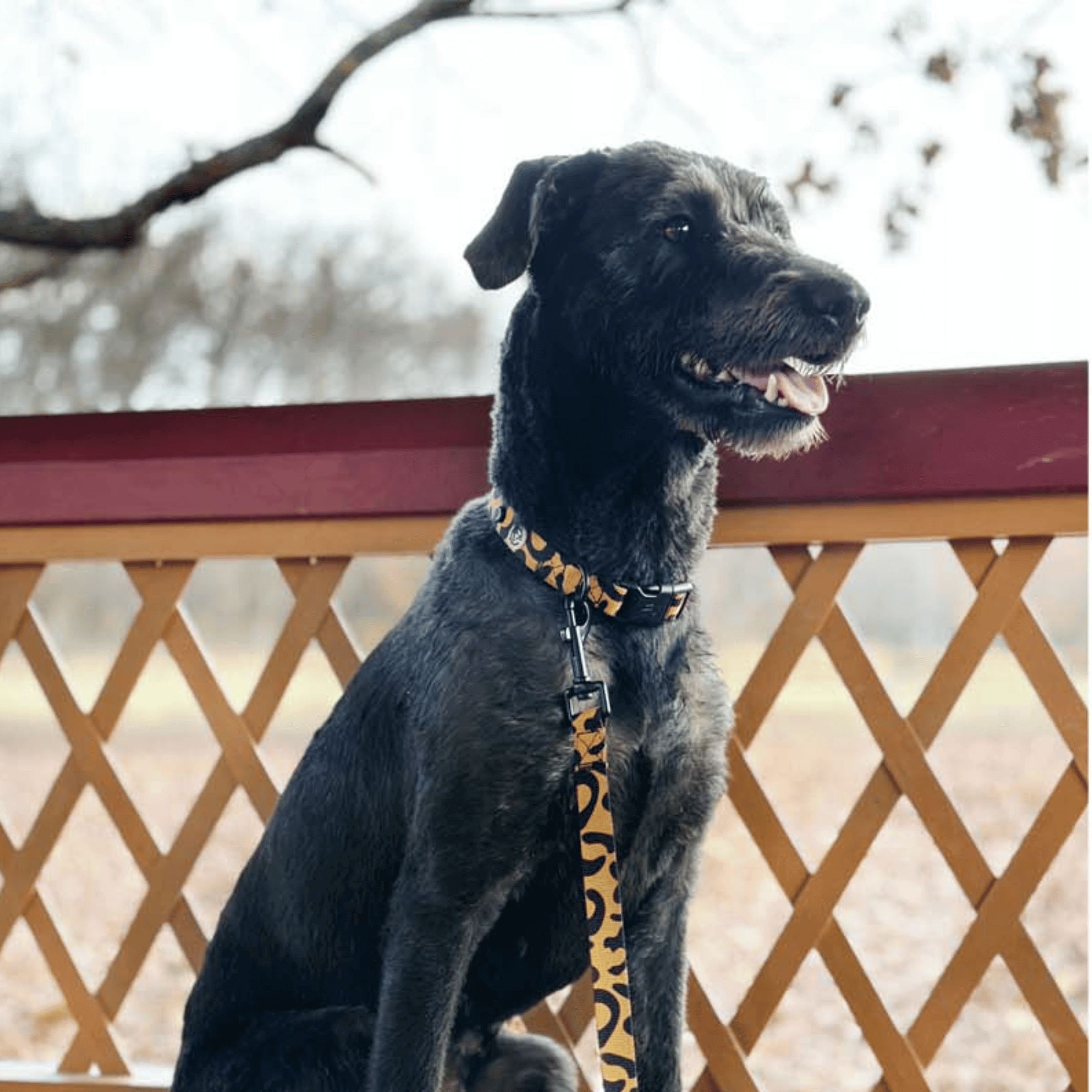 Leo Dog Collar