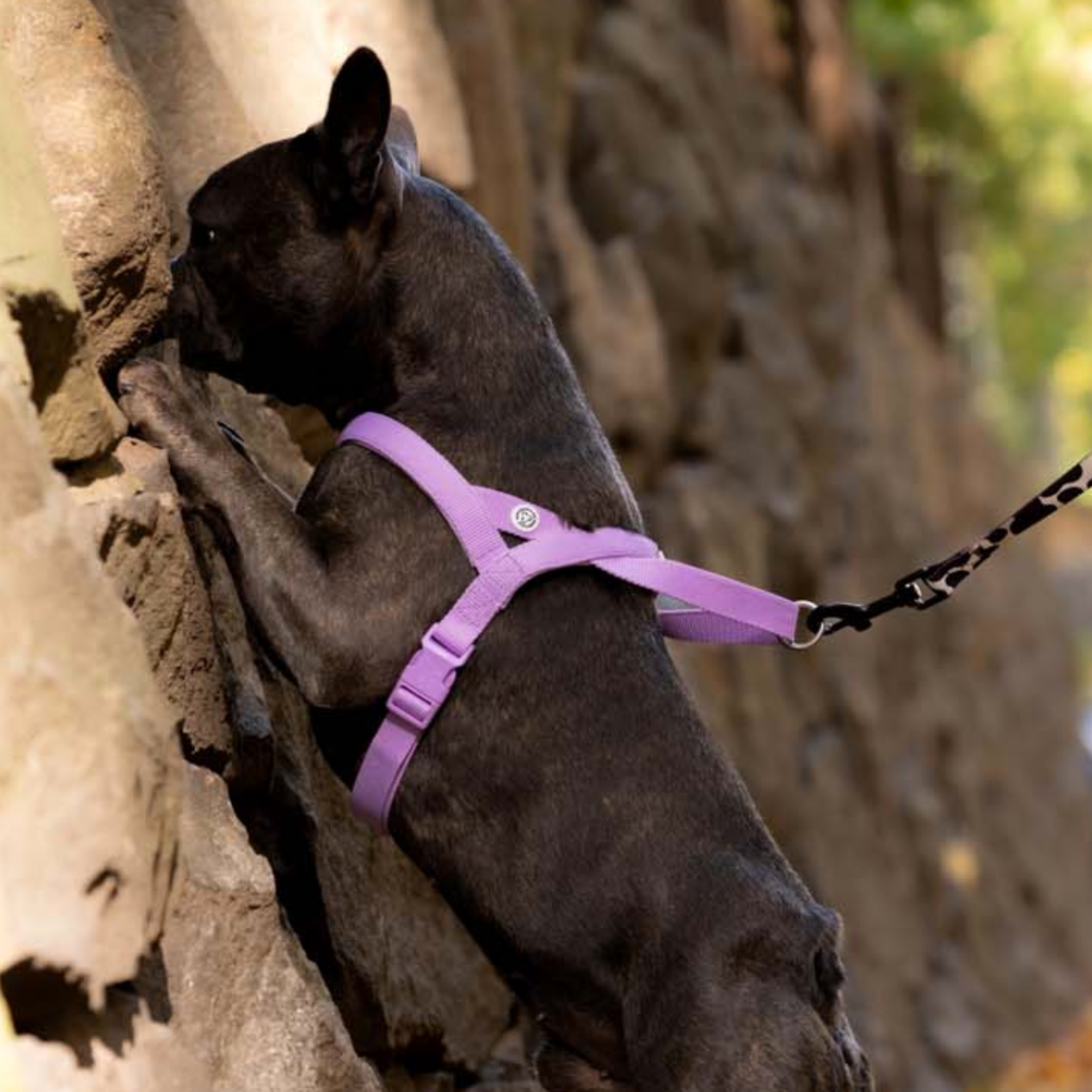 Lilac Dog Harness