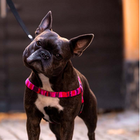 Pink Camo Dog Harness Walk Kit