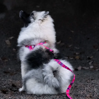 Pink Camo Dog Harness Walk Kit