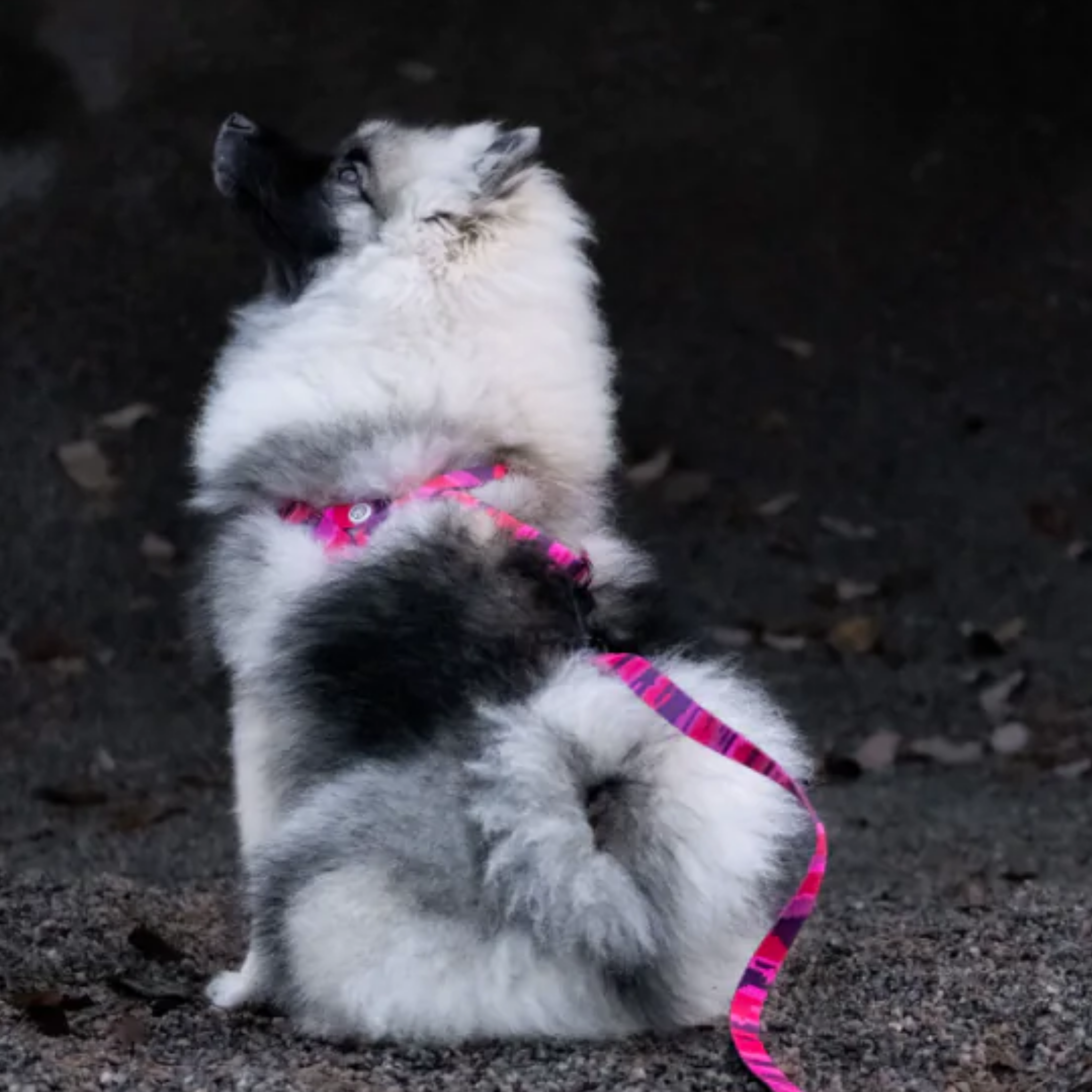 Pink Camo Dog Harness Walk Kit