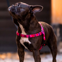Pink Camo Dog Harness Walk Kit