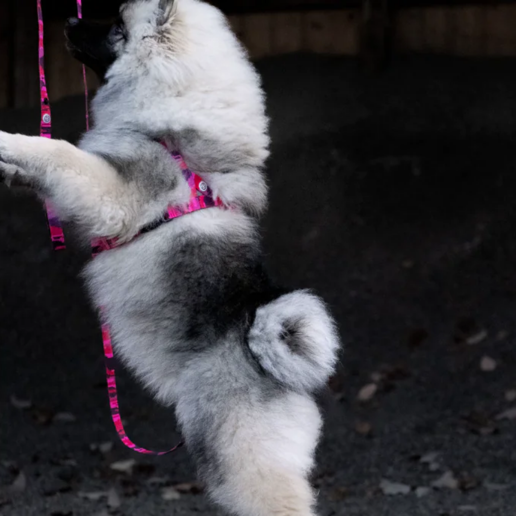 Pink Camo Hundesele Gå-sæt