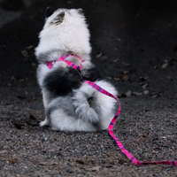 Pink Camo Dog Harness Walk Kit