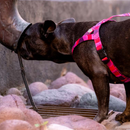 Pink Camo Dog Harness Walk Kit