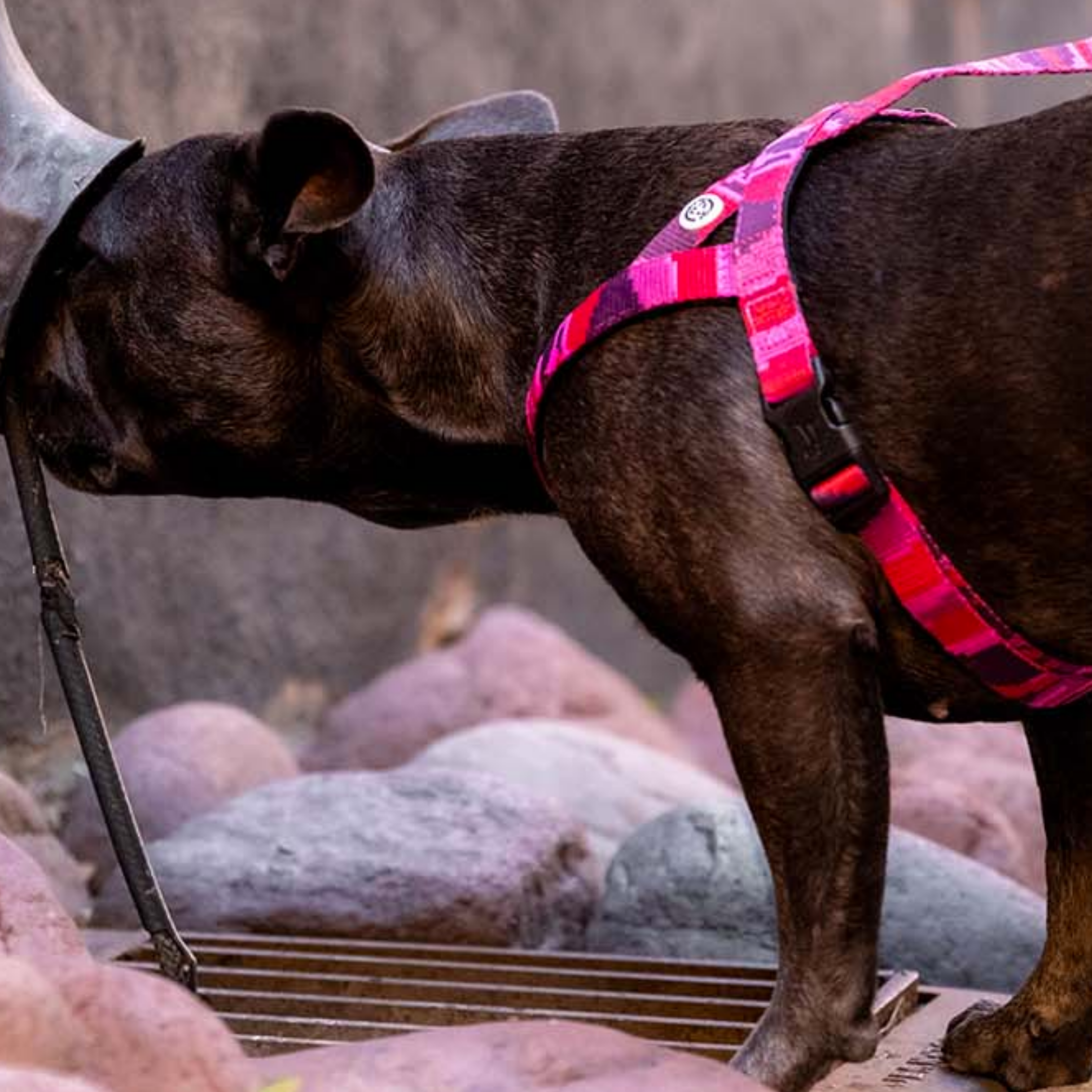 Pink Camo Dog Harness