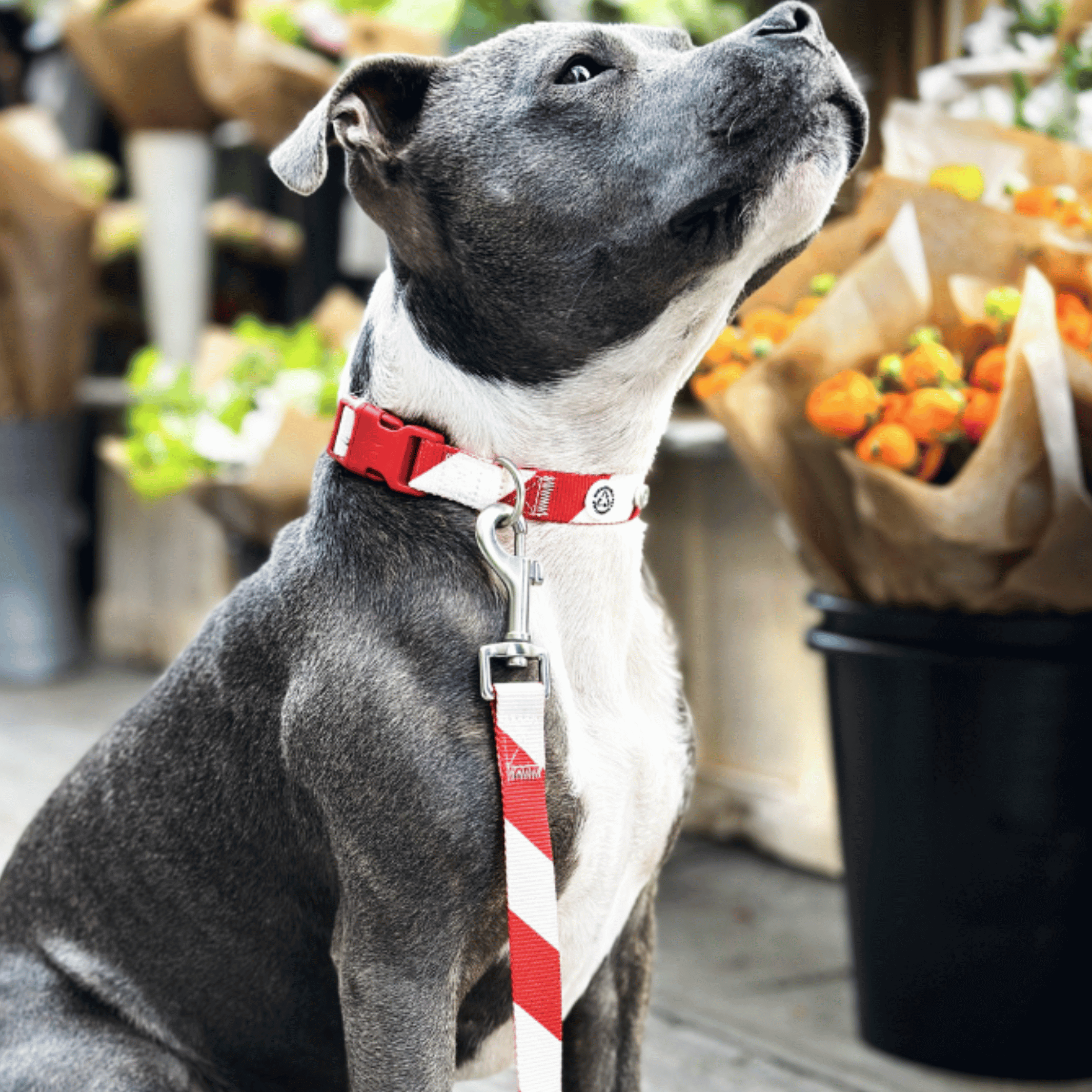 Holiday Stripe Dog Collar Walk Kit